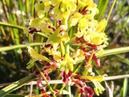 Tritoniopsis parviflora many flowers